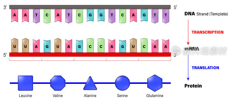 DNA, mRNA和蛋白质。转录和翻译。将一段DNA复制成RNA的过程。在蛋白质合成过程中，将信使RNA (mRNA)分子的序列转换成氨基酸序列的过程。